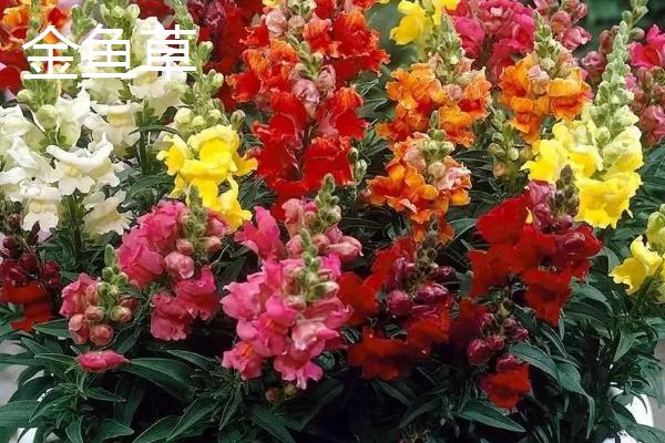 哪些植物可在秋季种植，三色堇、金鱼草、矮牵牛等品种可供选择