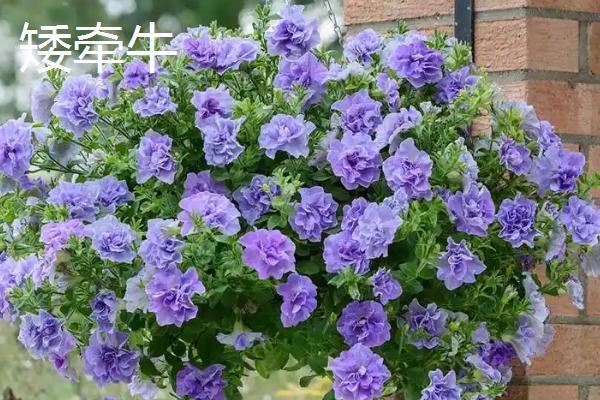 哪些植物可在秋季种植，三色堇、金鱼草、矮牵牛等品种可供选择