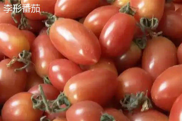 番茄有什么品种，樱桃番茄、梨形番茄等品种很常见