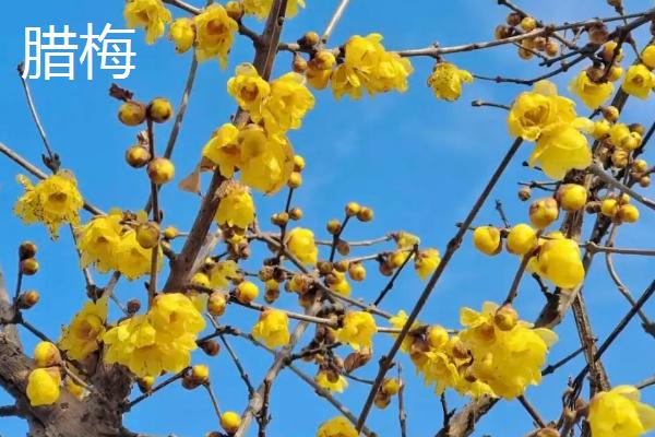 哪些植物可在秋季种植，三色堇、金鱼草、矮牵牛等品种可供选择