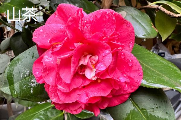 哪些植物可在秋季种植，三色堇、金鱼草、矮牵牛等品种可供选择