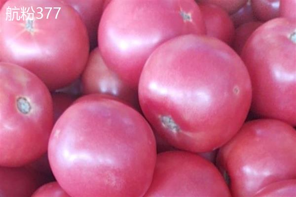 番茄有什么品种，樱桃番茄、梨形番茄等品种很常见