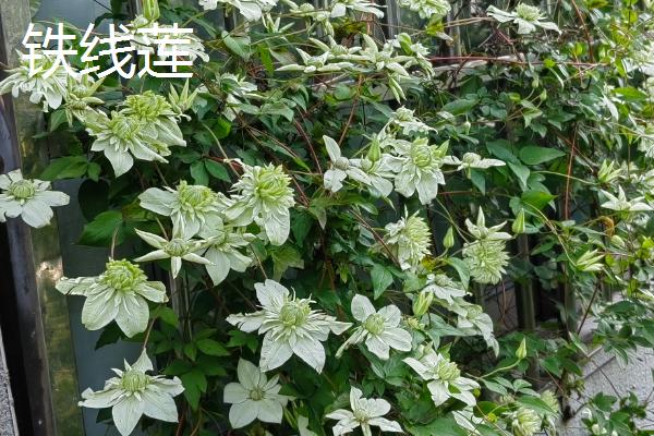 哪些植物可在秋季种植，三色堇、金鱼草、矮牵牛等品种可供选择