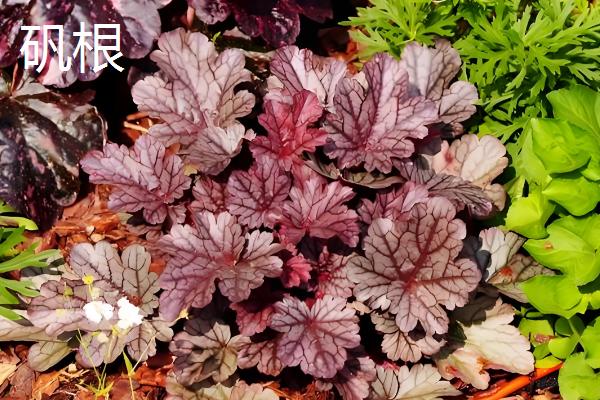 哪些植物可在秋季种植，三色堇、金鱼草、矮牵牛等品种可供选择