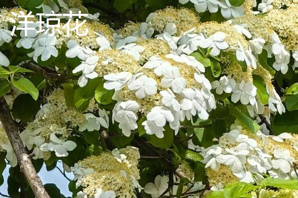 哪些植物可在秋季种植，三色堇、金鱼草、矮牵牛等品种可供选择