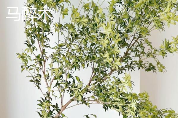 哪些植物可在秋季种植，三色堇、金鱼草、矮牵牛等品种可供选择