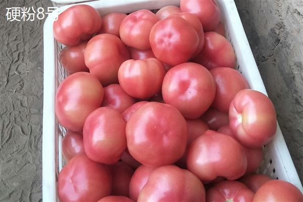 番茄有什么品种，樱桃番茄、梨形番茄等品种很常见