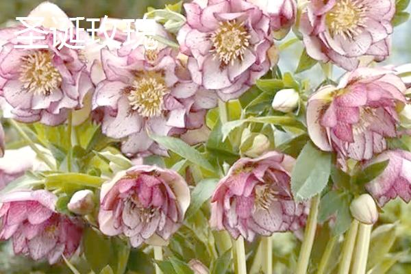 哪些植物可在秋季种植，三色堇、金鱼草、矮牵牛等品种可供选择