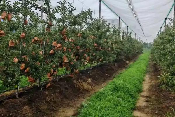 苹果斑点落叶病的发生原因，雨季过后病菌孢子会传播
