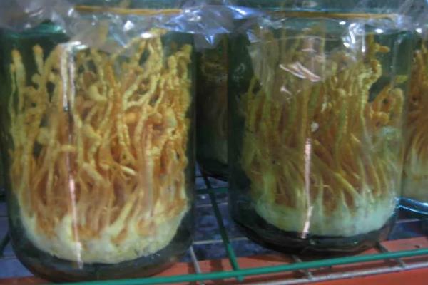 冬虫夏草如何种植，根据栽培模式选择不同的方法
