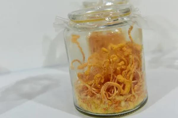 冬虫夏草如何种植，根据栽培模式选择不同的方法