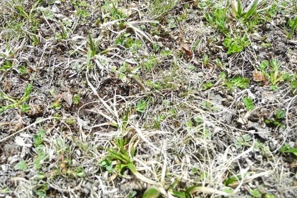 冬虫夏草如何种植，根据栽培模式选择不同的方法