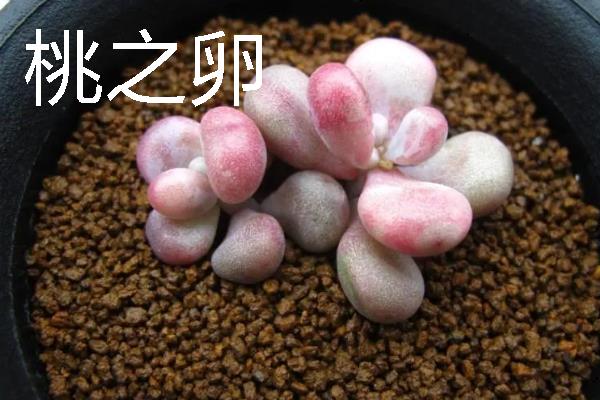 桃之卵和桃美人有什么区别，分类、花形、叶片和习性均不同
