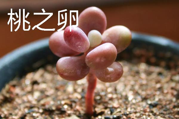 桃之卵和桃美人有什么区别，分类、花形、叶片和习性均不同