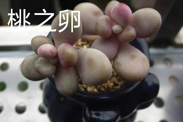 桃之卵和桃美人有什么区别，分类、花形、叶片和习性均不同