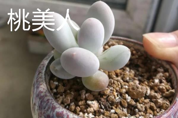 桃之卵和桃美人有什么区别，分类、花形、叶片和习性均不同