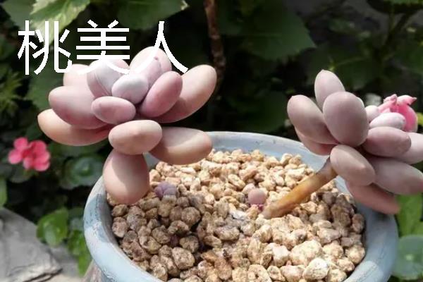 桃之卵和桃美人有什么区别，分类、花形、叶片和习性均不同