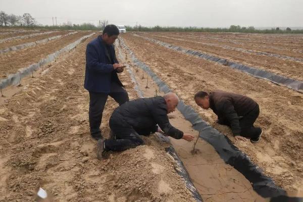 青贮玉米的亩产量，专业品种能达到1.5-2万斤左右