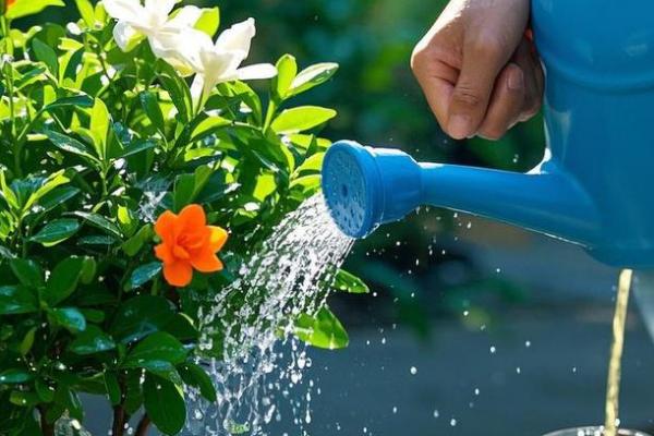 栀子花夏天要每天浇水吗，夏天需要每天浇水