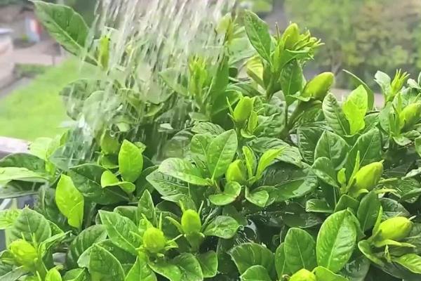 栀子花夏天要每天浇水吗，夏天需要每天浇水