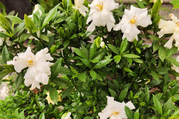 栀子花夏天要每天浇水吗，夏天需要每天浇水
