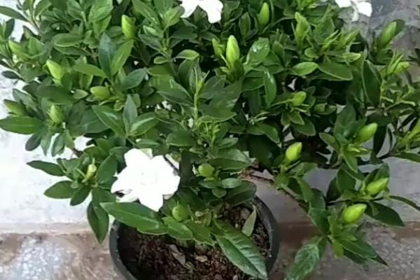 栀子花夏天要每天浇水吗，夏天需要每天浇水