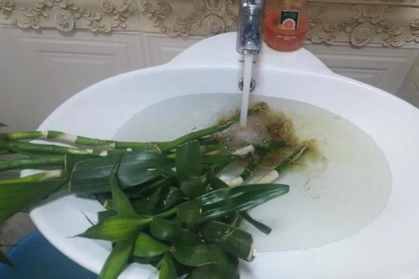 富贵竹烂根发臭如何解决，需反复用清水清洗根部