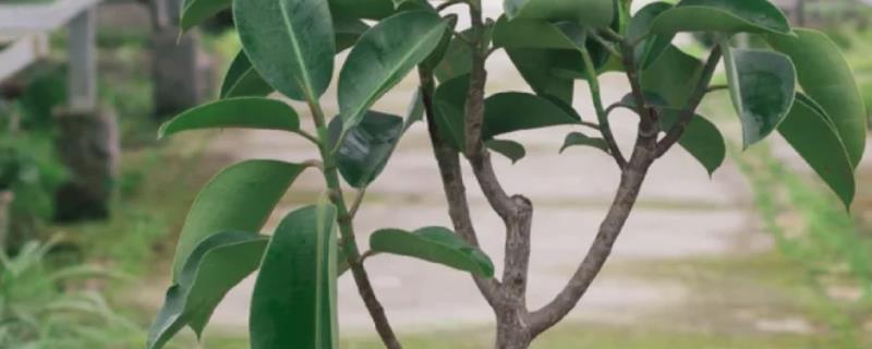 橡皮树盆景的养护方法，喜欢在温暖湿润的环境下生长