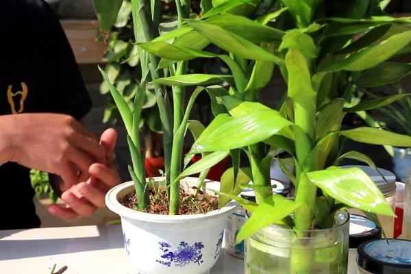 富贵竹烂根发臭如何解决，需反复用清水清洗根部