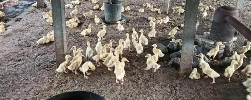 农村养鸭不赚钱的原因，可能是渠道不稳所致