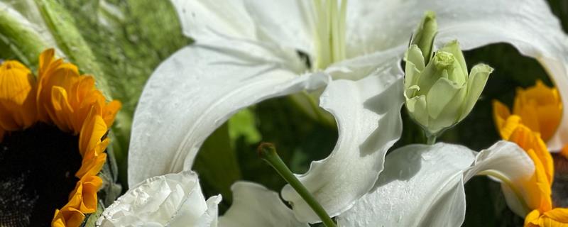 向日葵和百合搭配的寓意，寓意尊敬、阳光等