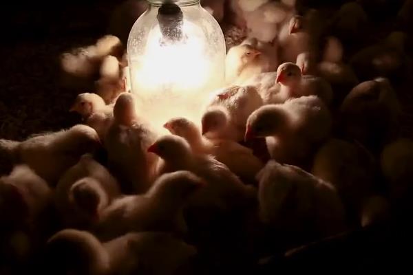 小鸡要不要灯光，开灯能起到保暖、促进生长的作用