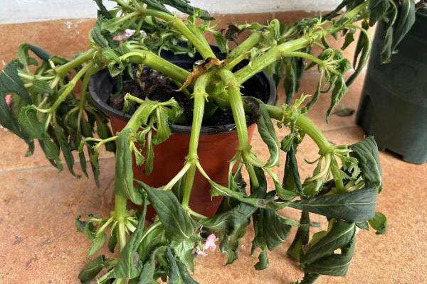 凤仙花换盆后萎蔫原因，可能是环境不适、土壤过湿等因素造成