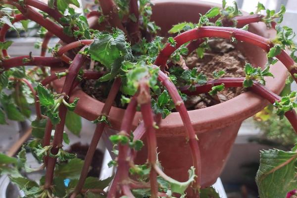 凤仙花换盆后萎蔫原因，可能是环境不适、土壤过湿等因素造成