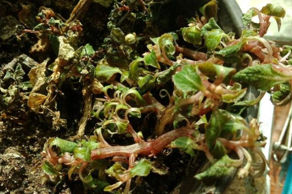 凤仙花换盆后萎蔫原因，可能是环境不适、土壤过湿等因素造成