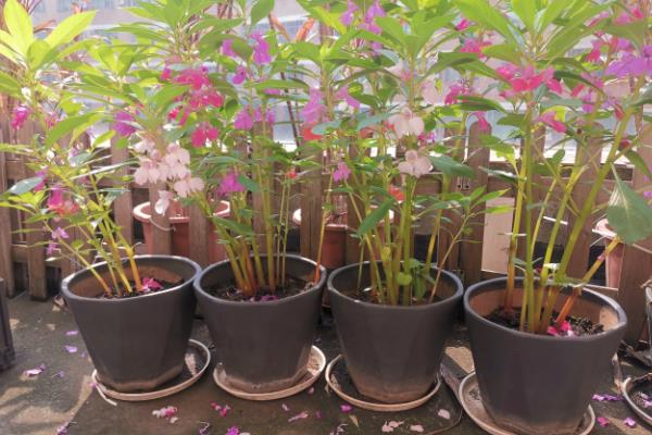 凤仙花换盆后萎蔫原因，可能是环境不适、土壤过湿等因素造成