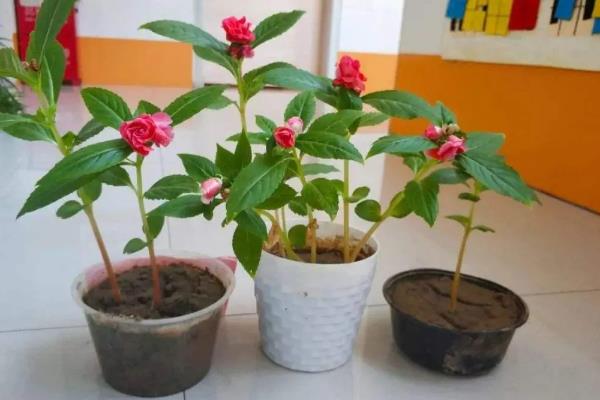 凤仙花换盆后萎蔫原因，可能是环境不适、土壤过湿等因素造成