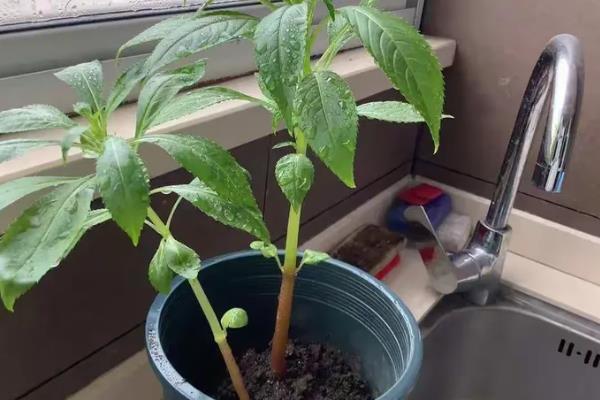 凤仙花换盆后萎蔫原因，可能是环境不适、土壤过湿等因素造成