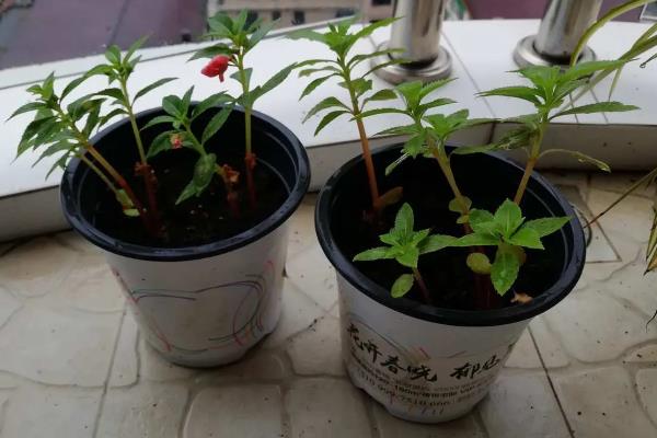 凤仙花换盆后萎蔫原因，可能是环境不适、土壤过湿等因素造成