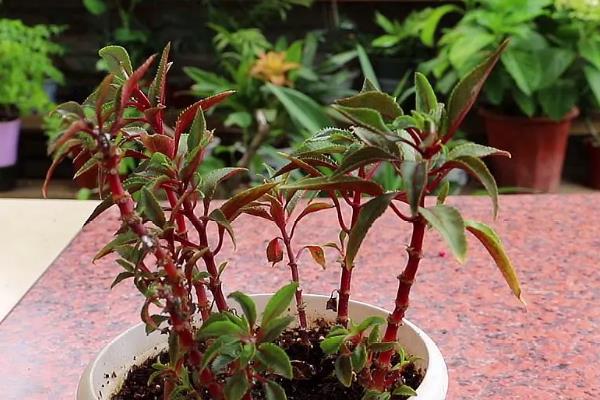 凤仙花换盆后萎蔫原因，可能是环境不适、土壤过湿等因素造成