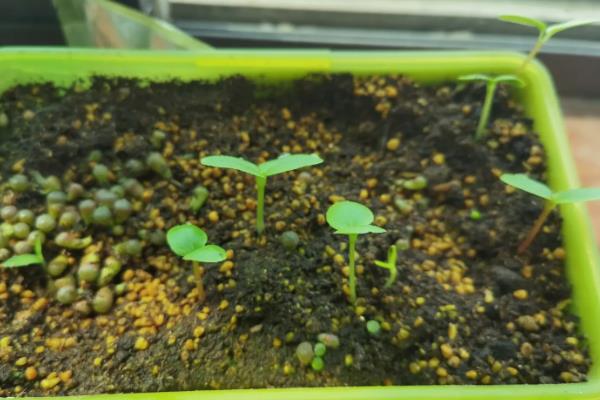凤仙花换盆后萎蔫原因，可能是环境不适、土壤过湿等因素造成