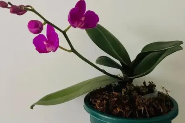 蝴蝶兰苗子怎么培育，播种前需要浸种催芽