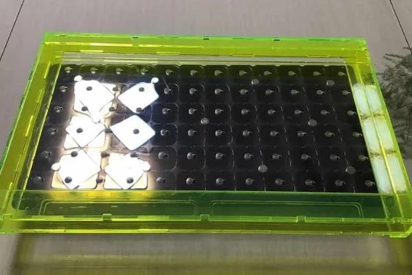 蝴蝶兰苗子怎么培育，播种前需要浸种催芽
