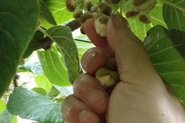 膨果期各种营养元素有什么作用，钾元素可促进果实膨大和转色