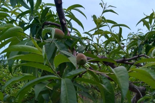 膨果期各种营养元素有什么作用，钾元素可促进果实膨大和转色