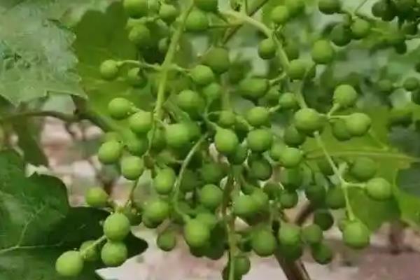 膨果期各种营养元素有什么作用，钾元素可促进果实膨大和转色
