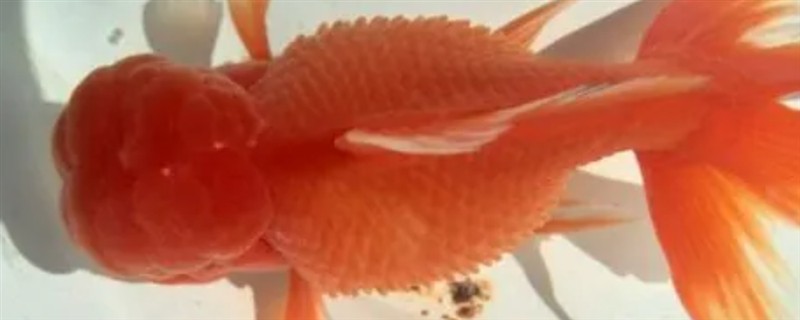 金鱼炸鳞什么原因，可能是水质太差或温差太差所致