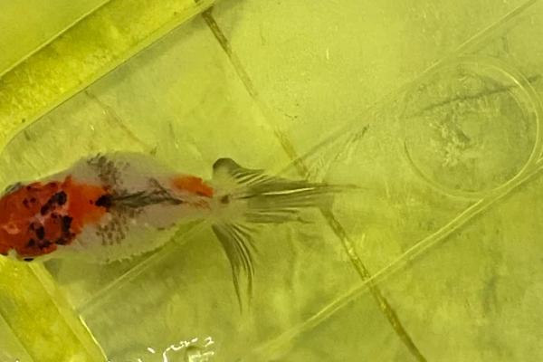金鱼炸鳞什么原因,可能是水质太差或温差太差所致