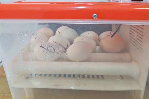 孵化小鸡的最佳温度，通常是在37.8°C左右