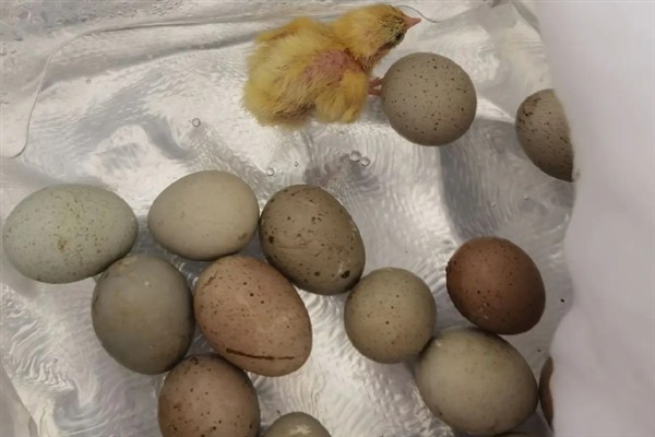 孵化小鸡的最佳温度，通常是在37.8°C左右